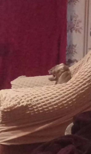 G F6WIFWMAAfbMO?format=jpg.jpg