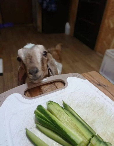 G F6WIXW0AESuzG?format=jpg.jpg