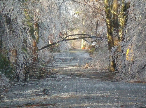 ice storm 12 11 2008 5.jpg