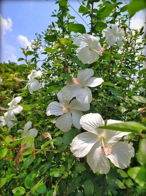 no annual yes hibiscus white liv.jpg