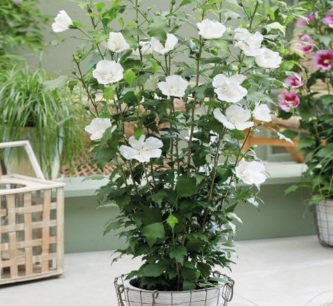 perennial no yes live white hibi.jpg