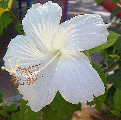 live white gudhal hibiscus beaut.jpg