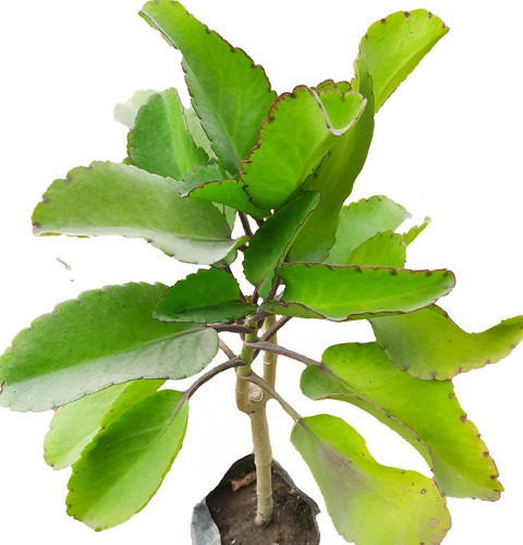 natural bryophyllum pinnatum pat.jpg