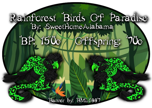 rainforest birds of paradise