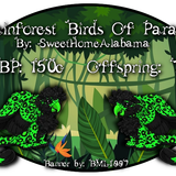 rainforest birds of paradise