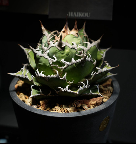 IMG 4734.jpg