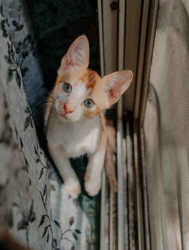 cat 1768933341 9884189.jpg