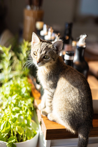 cat 1768933341 6754620.jpg