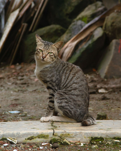 cat 1768998475 7010281.jpg