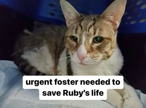 G JK6T W8AAaDez?format=jpg.jpg