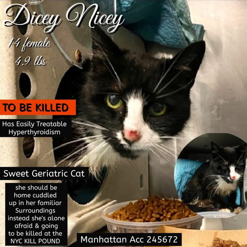 G J PKubkAAKSVI?format=jpg.jpg