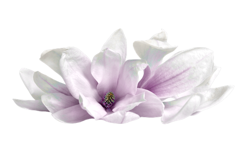 WM Element (135).png