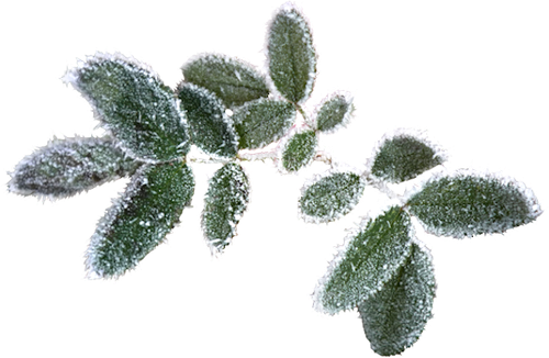 WM Element (142).png