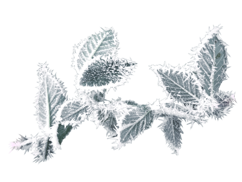 WM Element (147).png