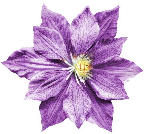 WM Element (130).png