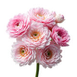 MSD PROMISEOFLOVE ELEM30