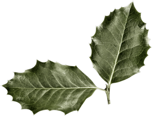 WM Element (157).png