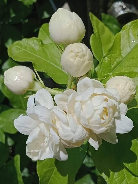 no perennial yes belful jasmine.jpg