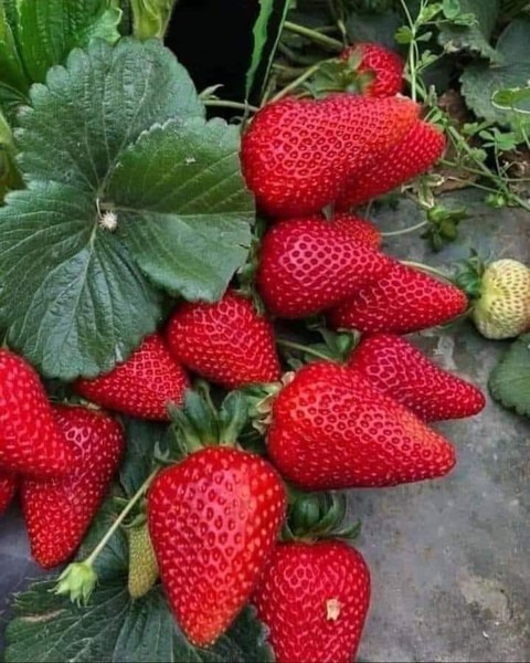 no annual yes strawberry fruit l.jpg