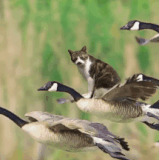 72F7B8B5 21C7 4152 BE8F B58538FD53A4.gif