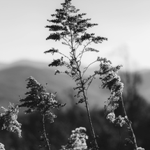 Untitled design (39).png