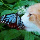 7d02868176bfa7f188f20e03c2add505.gif