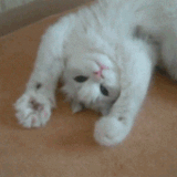 1000034340.gif