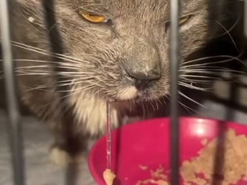 BnVtO4ZQ X PMy7r.jpg