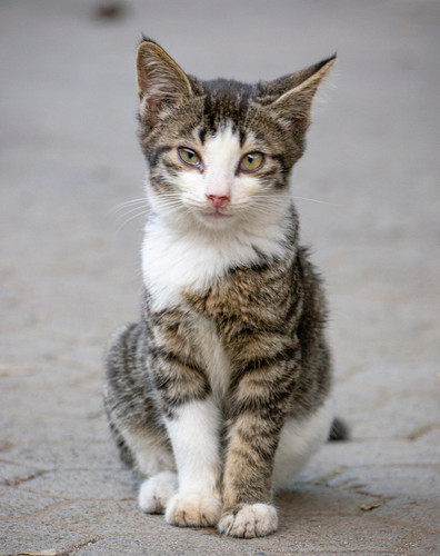 cat 1768947225 6509540.jpg