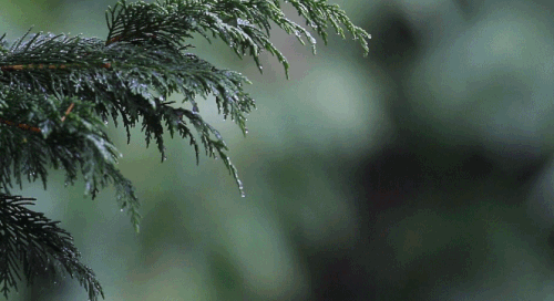 rain.gif