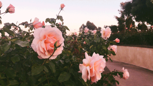 flowers.gif