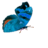 From KlickPin CF Borboleta Azul Voando no Céu.gif