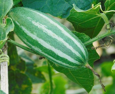 10 pointed gourd parwal potol ka.jpg