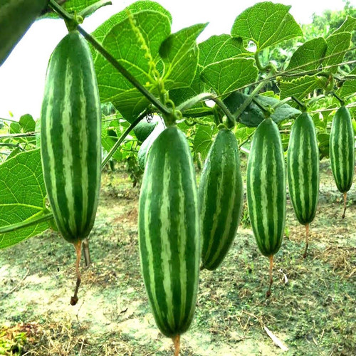 10 parwal root live pointed gour.jpg