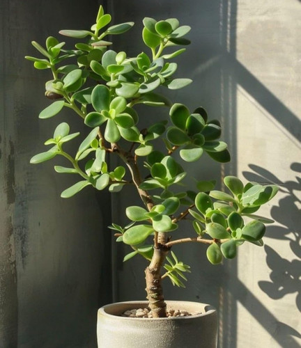 71tL0MM+yyL. SL1500 .jpg