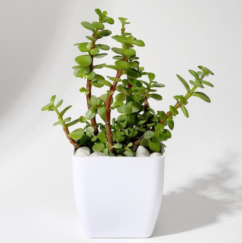 p alluring jade plant 277843 m.jpg