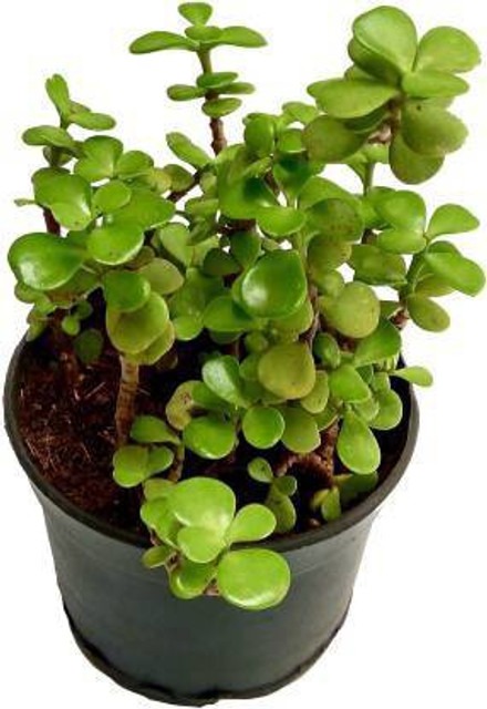 jade plant 1 tanishka creations.jpg