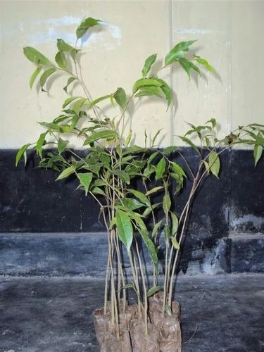 agarwood plant 500x500.jpg