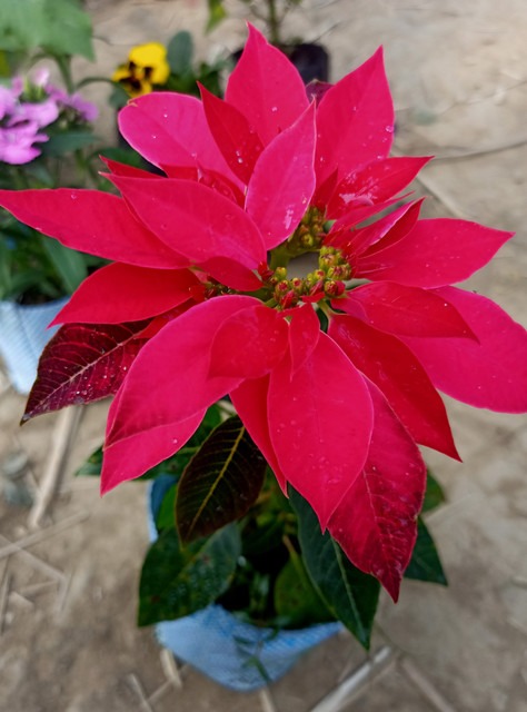 no annual yes poinsettia01 1 pla.jpg