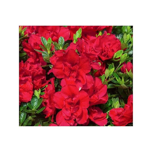 619RNV3uWCL. SX679 .jpg