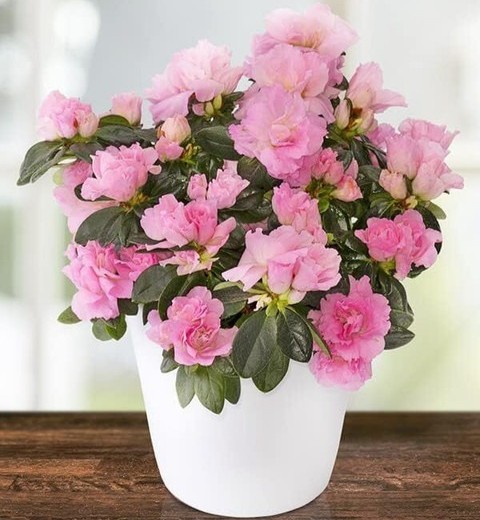 no perennial yes japonica variet.jpg