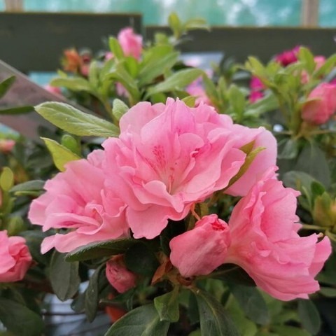 perennial no yes azelia flower p.jpg