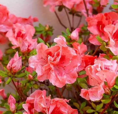 yes biennial yes azalea flower p.jpg