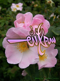 [Image: fsX2xfI.jpg]