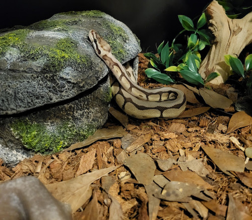 Resized 20250717 211404 (1).jpg