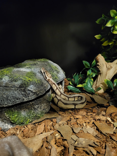 Resized 20250717 211404.jpg