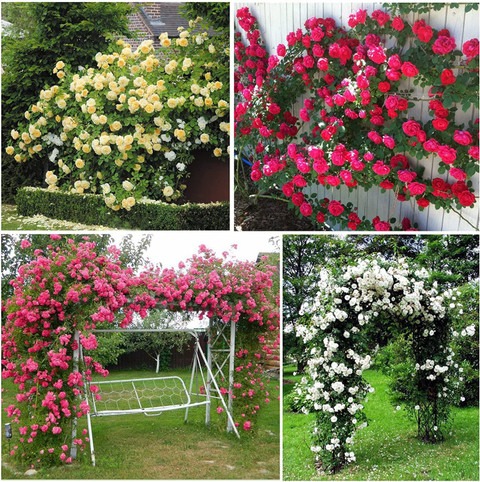 50 lxi 111 mix color climbing ro.jpg