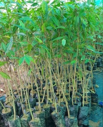 200 aguru plant seeds pioneer na.jpg