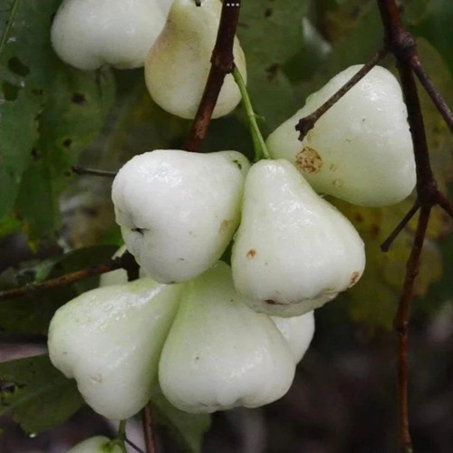 online plant bazar white water a (1).jpg
