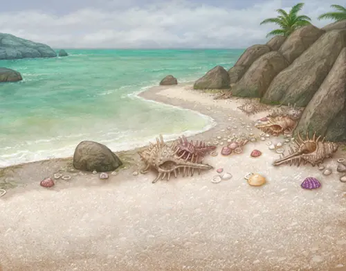 massive conch beach.webp